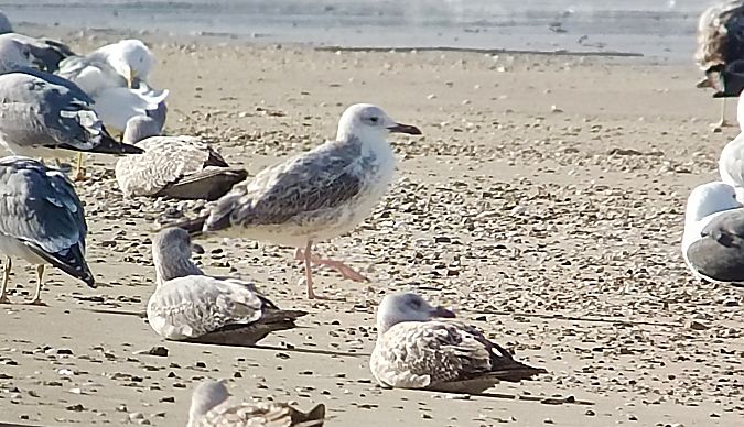 Larus cachinnans  - David Santamaría