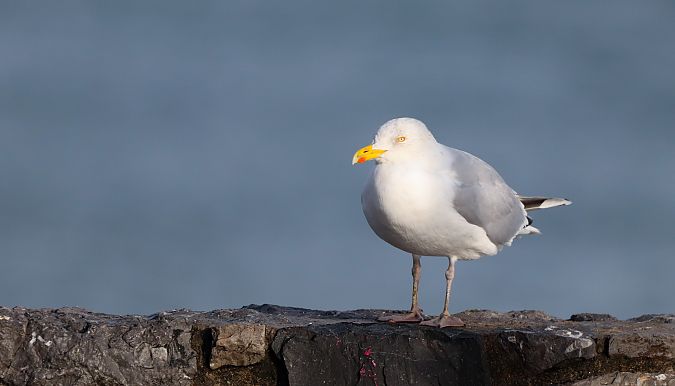 Larus argentatus argenteus  - David Santamaría