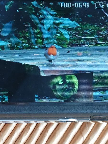 Txantxangorria  - Jose Ramon Labrador Rodriguez