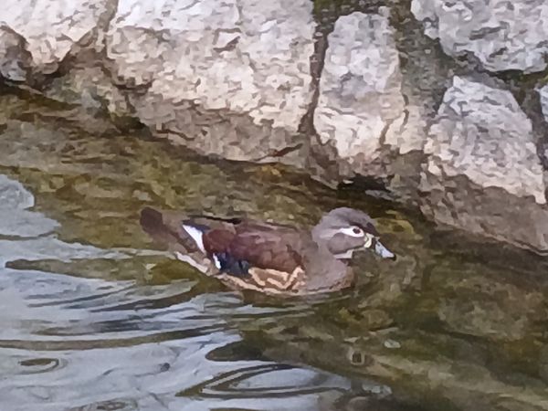 Ahate karolinarra  - Jose Ramon Labrador Rodriguez