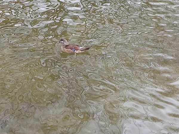 Ahate karolinarra  - Jose Ramon Labrador Rodriguez