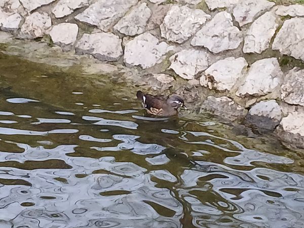 Ahate karolinarra  - Jose Ramon Labrador Rodriguez