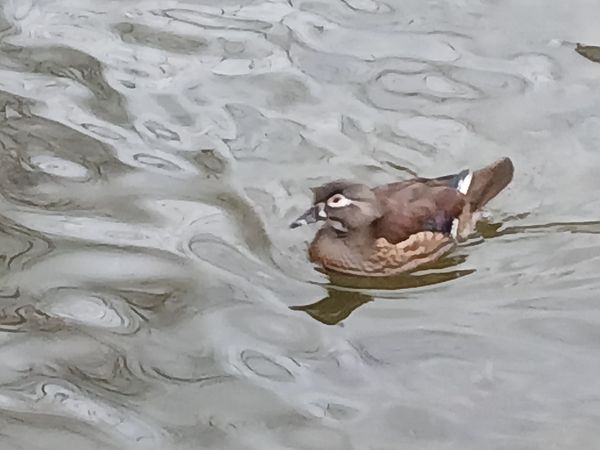 Ahate karolinarra  - Jose Ramon Labrador Rodriguez