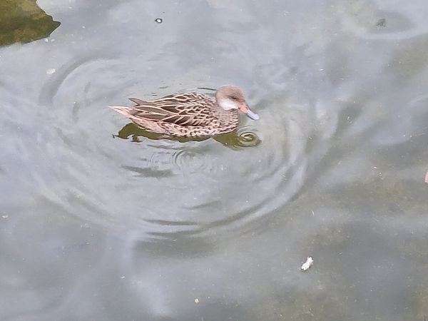 Zertzeta arrunta  - Jose Ramon Labrador Rodriguez