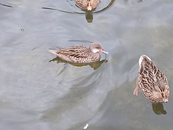 Cerceta Común  - Jose Ramon Labrador Rodriguez