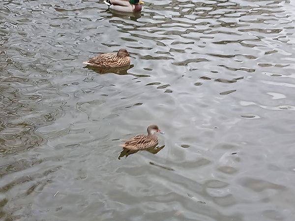 Zertzeta arrunta  - Jose Ramon Labrador Rodriguez