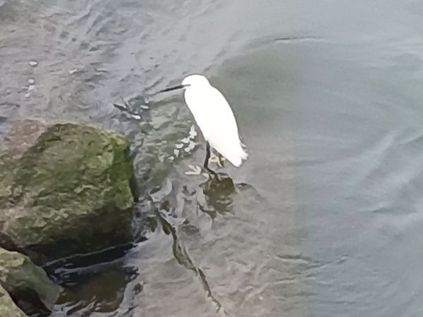 Koartzatxo txikia  - Jose Ramon Labrador Rodriguez