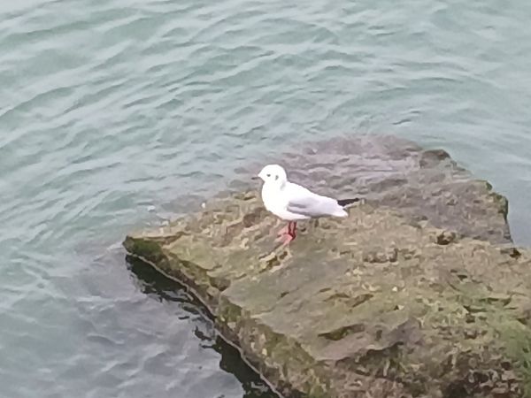 Antxeta mokogorria  - Jose Ramon Labrador Rodriguez