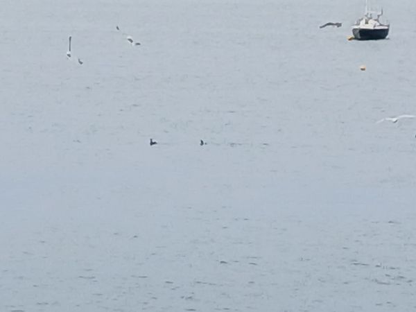 Aliota txikia  - Jose Ramon Labrador Rodriguez