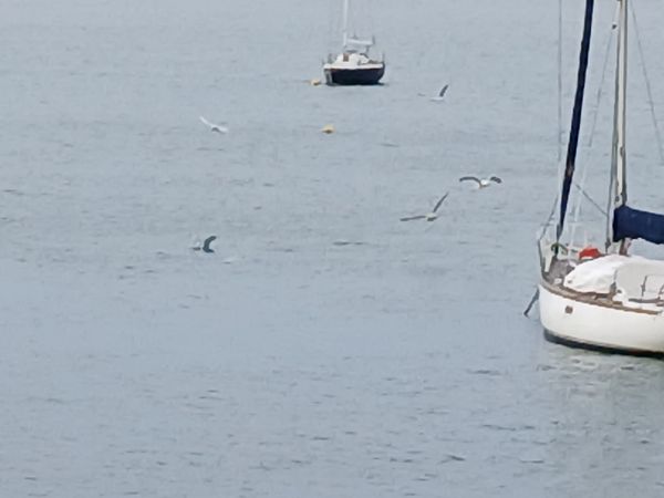 Aliota txikia  - Jose Ramon Labrador Rodriguez