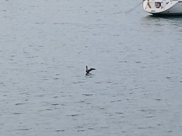 Aliota txikia  - Jose Ramon Labrador Rodriguez