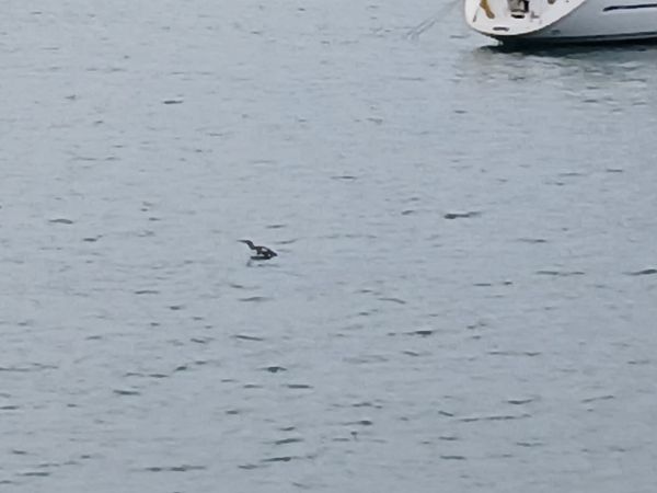 Aliota txikia  - Jose Ramon Labrador Rodriguez