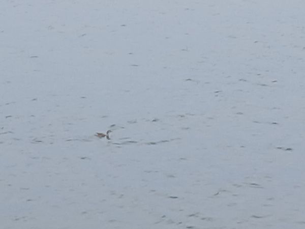 Aliota txikia  - Jose Ramon Labrador Rodriguez