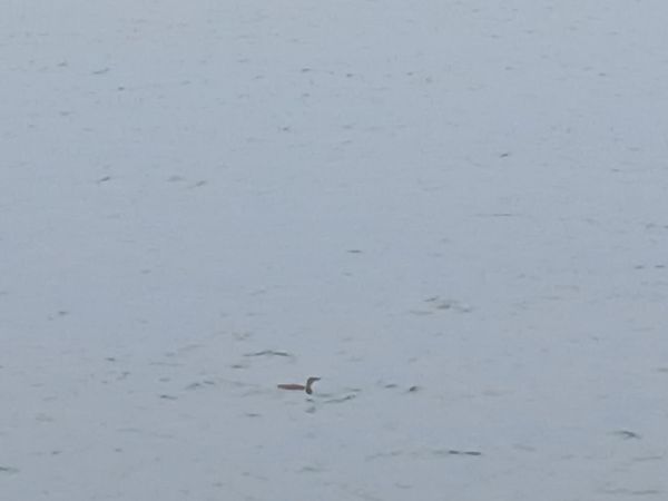 Aliota txikia  - Jose Ramon Labrador Rodriguez