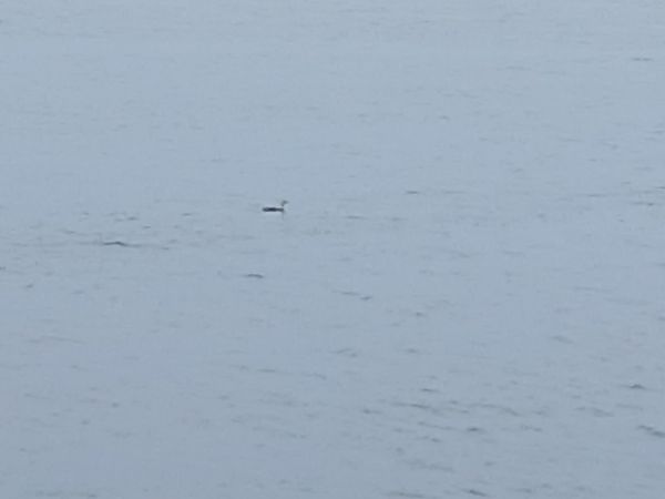 Aliota txikia  - Jose Ramon Labrador Rodriguez