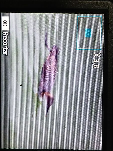 Aliota handia  - Jose Ramon Labrador Rodriguez