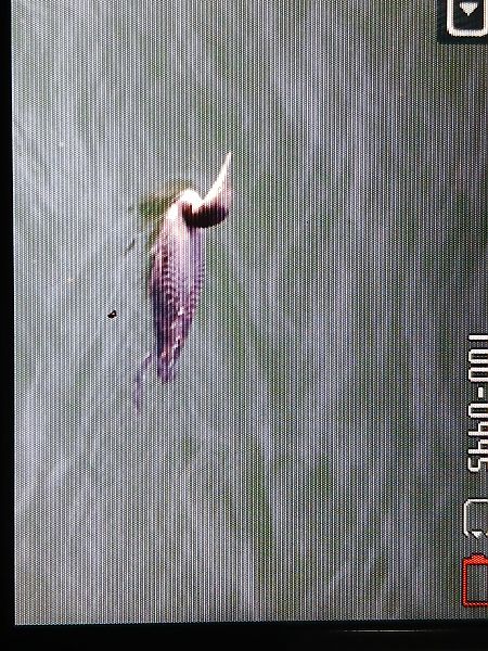 Aliota handia  - Jose Ramon Labrador Rodriguez