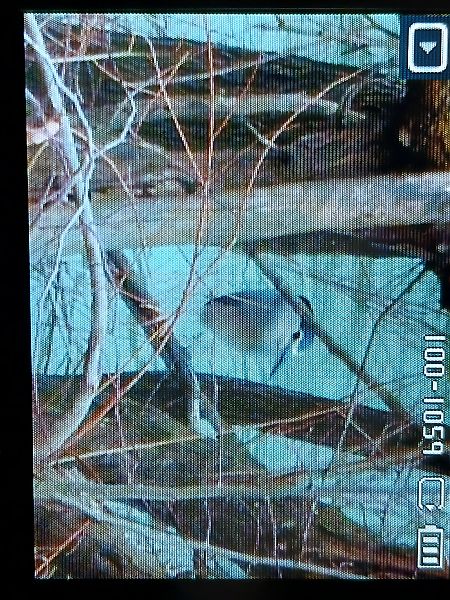 Amiltxori arrunta  - Jose Ramon Labrador Rodriguez