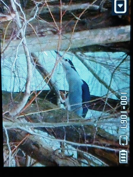 Amiltxori arrunta  - Jose Ramon Labrador Rodriguez