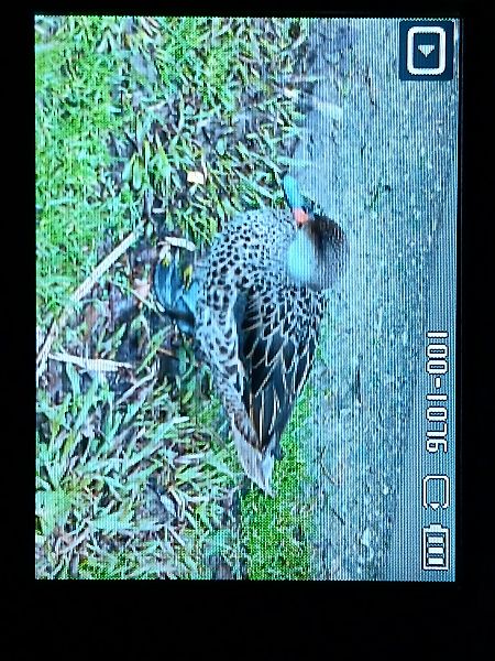 Cerceta Común  - Jose Ramon Labrador Rodriguez