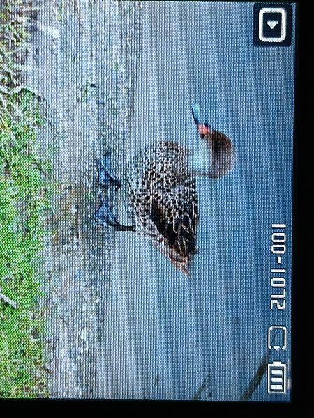 Zertzeta arrunta  - Jose Ramon Labrador Rodriguez