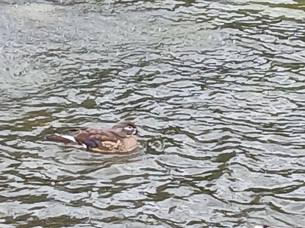 Ahate karolinarra  - Jose Ramon Labrador Rodriguez