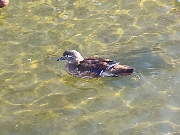 Ahate karolinarra  - Jose Ramon Labrador Rodriguez