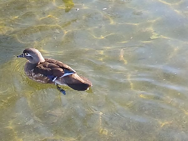 Ahate karolinarra  - Jose Ramon Labrador Rodriguez