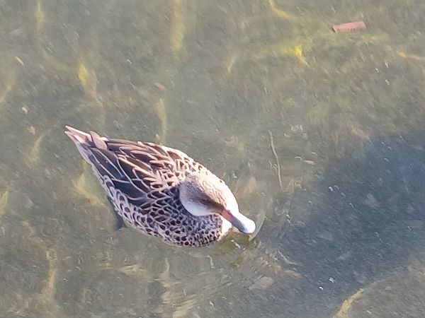 Anas bahamensis  - Jose Ramon Labrador Rodriguez