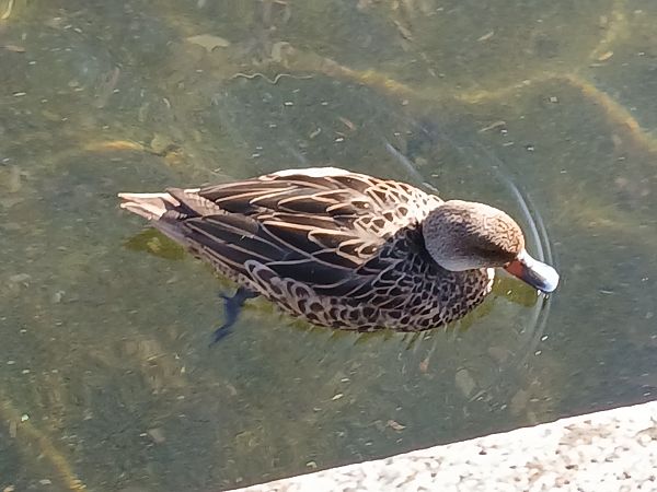 Anas bahamensis  - Jose Ramon Labrador Rodriguez