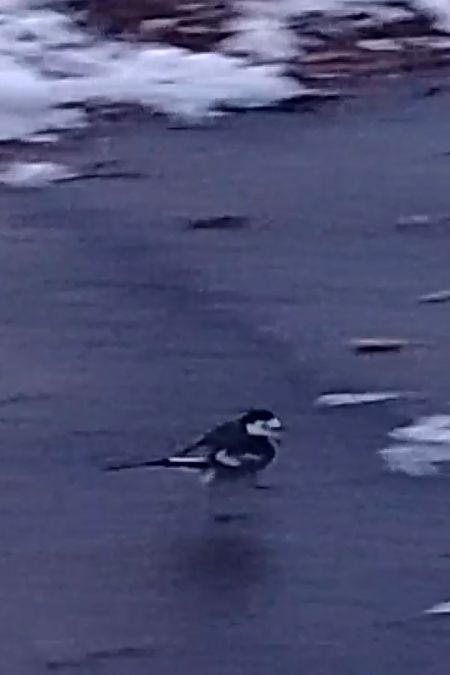 Motacilla alba yarrellii  - Ricardo Gutiérrez