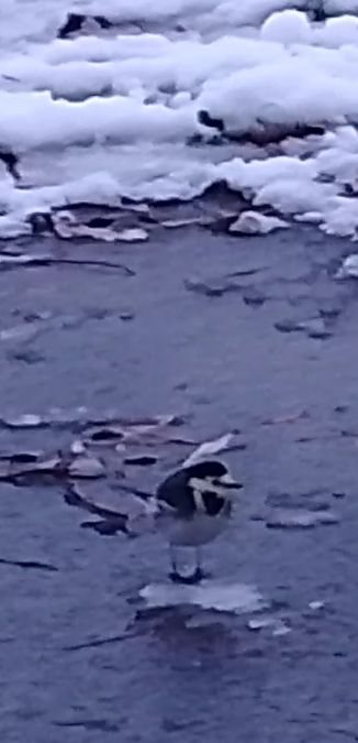 Motacilla alba yarrellii  - Ricardo Gutiérrez