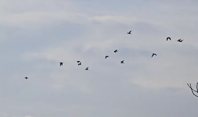 Atalarra  - Ricardo Gutiérrez