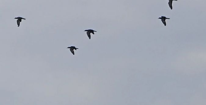 Atalarra  - Ricardo Gutiérrez