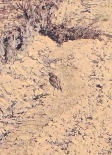 Atalarra  - Ricardo Gutiérrez