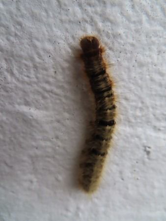 Lasiocampa quercus  - Jose Manuel Unanue