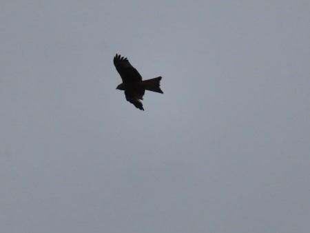 Miru gorria  - Jose Manuel Unanue