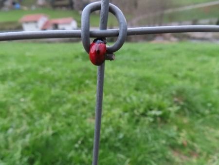 Chrysomela populi  - Jose Manuel Unanue