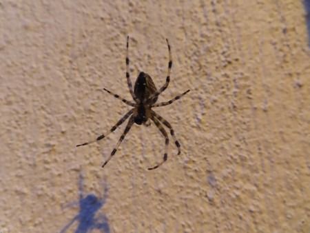 Araneus diadematus  - Jose Manuel Unanue