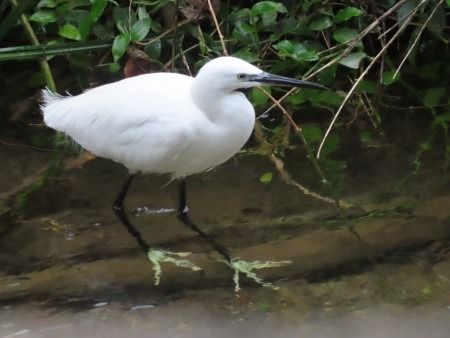 Koartzatxo txikia  - Jose Manuel Unanue