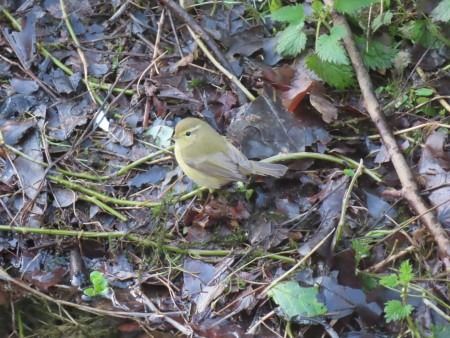 Txio arrunta  - Jose Manuel Unanue