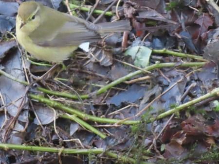 Txio arrunta  - Jose Manuel Unanue