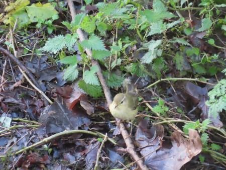 Txio arrunta  - Jose Manuel Unanue