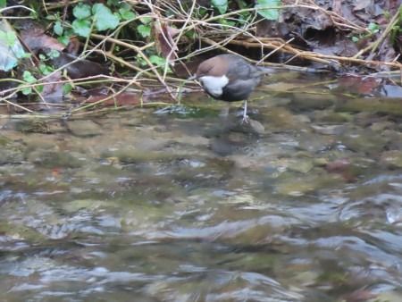 Ur-zozoa  - Jose Manuel Unanue