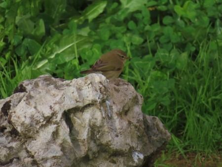 Txio arrunta  - Jose Manuel Unanue