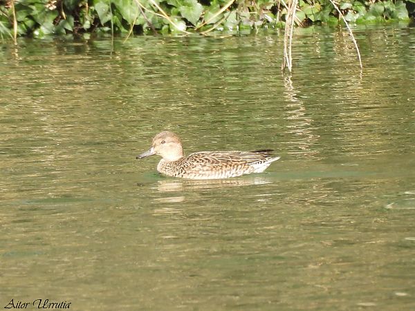 Cerceta Común  - Aitor Urrutia