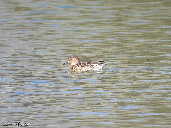 Zertzeta arrunta  - Aitor Urrutia