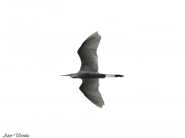 Koartza zuria  - Aitor Urrutia