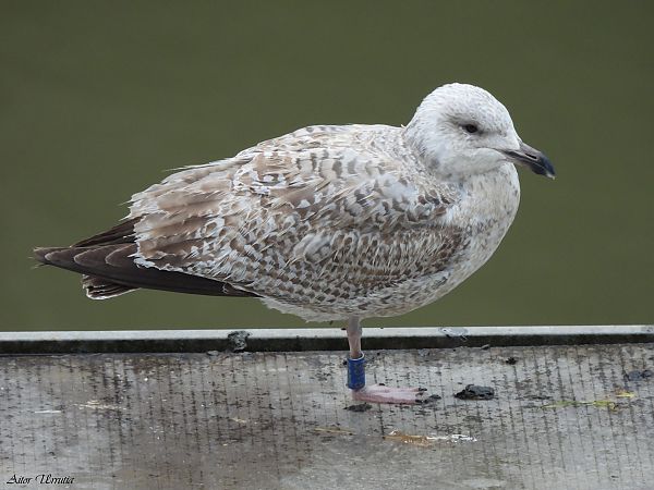 Kaio hauskara  - Aitor Urrutia