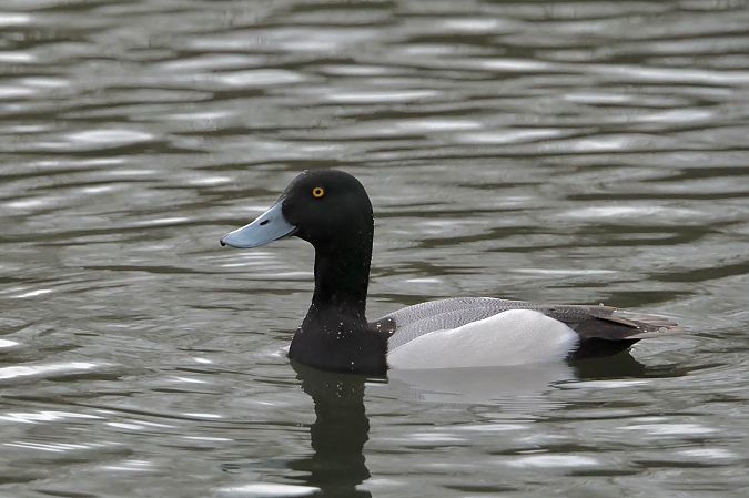 Murgilari handia  - Geoffroy Chabot